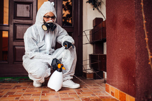 Reliable Rodent Control contractor in Mahinahina, HI by Nex Pest Control